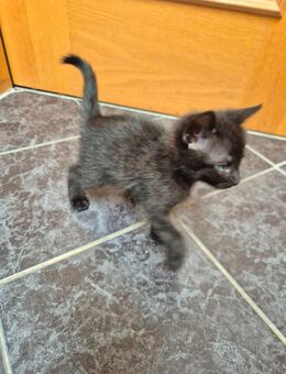 Babykatzen - Hartmannsdorf (Sachsen)