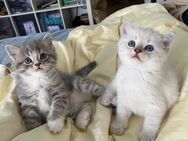 Liebevoll Katzen zu verkaufen - Gladbeck