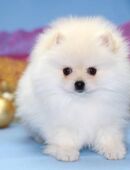 Drei flauschige Herzen suchen ein liebevolles Zuhause: Leo, Luna und Finn! in 50667