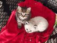 Britisch Langhaar Maine Coon Kitten in 55442