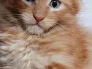 5 reinrassige typvolle zuckersüße Cooni Kitten - Petershagen