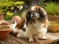 Omi Gina - Tibet-Spaniel - 13 Jahre - Tierhlfe Franken e.V. - Lauf (Pegnitz) Zentrum