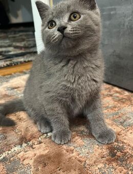 Drei zuckersüße Babykätzchen suchen ein liebevolles Zuhause 🐾 - Berlin Treptow-Köpenick