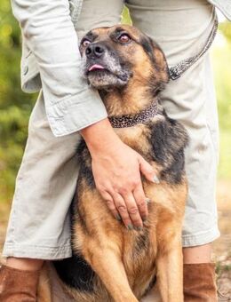 Oldie, verschmuster Hundeopi, ca. 10 J - Vaterstetten