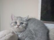 Katze - Hoppegarten