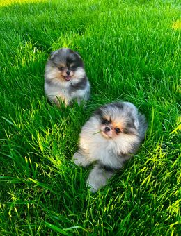 Pomeranian Zwergspitz ähnlich Chihuahua / Toypudel - Bassum