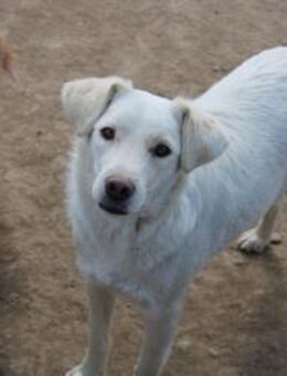 Bezaubernde Snuki sucht ihr Glück - Celle