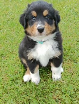 Australian Shepherd × Langhaar Collie Welpen ( Farm Collie) - Hohenfels-Essingen