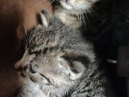 Drei Babykatzen abzugeben - Küstriner Vorland