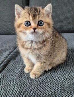 Bkh KITTEN - Hörstel