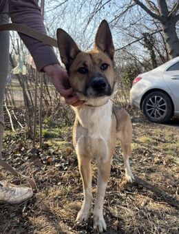 Dugó, verspielter Akitamix, ca. 1 Jahr - Vaterstetten