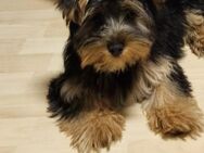 Süßer Yorkshire Terrier 4 Monate alt - Münster