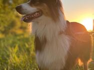 Deckrüde Australian Shepherd Aussi - Hamburg