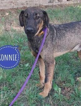 Ronnie braucht seine Menschen - Flörsheim-Dalsheim