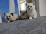 BKH Kitten mit Zubehör - Burscheid
