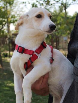 Sandy 10 Monate Dackel Mix - Kassel