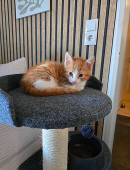 BKH Kater Rot - Hagen (Stadt der FernUniversität) Boele