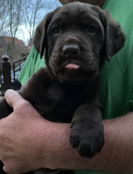 Schokobraune Labrador Welpen - Nordharz