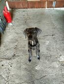 Labrador mix in 14822