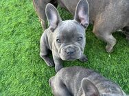 Französische bulldogge Welpen Abholberiet reinrassig - Möckmühl