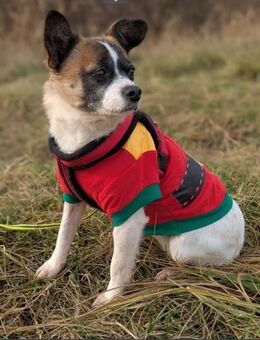 Lilly glaubt an ein Weihnachtswunder - Paderborn