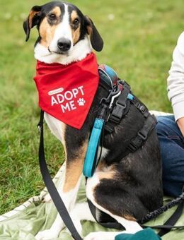 Bobi 💗 wartet in 99718 Greussen - Hamburg