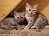 Tabby BKH Baby - Potsdam