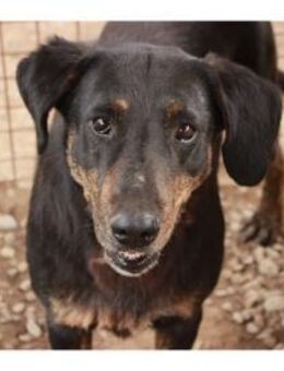 Darlos - Pflegestelle oder Zuhause gesuc - Oberwies