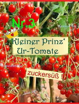 ♥ UR Tomate ' Kleiner Prinz ' ROT,1000 Früchte,Samen Tulpenstolz samenfest Garten Gemüse - Hamburg