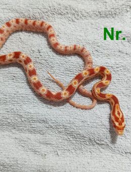 Kornnatter Babys Schlüpflinge ab Juli 2025 - Neubrandenburg