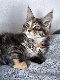 Maine Coon kätzchen mit stammbaum