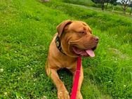 Tyson sucht ein neues zuhause - Nettetal
