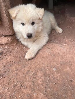 Husky Mischlingswelpe - Lengfeld