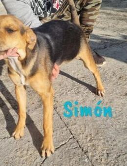 Simón verschmuster Junghund 04/24 ESP - Ruppertsecken