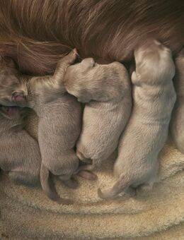Langhaar-Weimaraner Wurf mit Papieren - Wachtberg