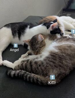 3 weibliche Katzen zu vekaufen mit Zubehör - Bad Oeynhausen