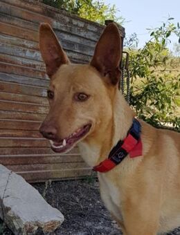 Duck wäre so gerne ein Familienmitglied - Laatzen