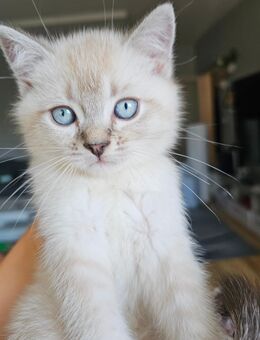 Katzen BKH - Berlin Spandau