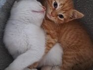 Katzenbabys zu verkaufen - Boppard