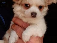 Zuckersüße Chihuahua-Welpen suchen ihre Herzmenschen - Marienheide