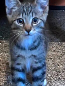 3 Katerbabys suchen ein liebevolles Zuhause katze kater kitten - Lauda-Königshofen