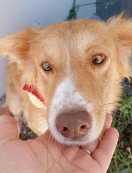 Dama ist noch ängstlich - Donaueschingen