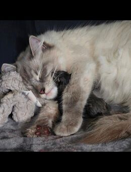 Ragdoll Mix Kitten Katze Kätzchen - Aalen