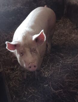Mastschwein - Königshain-Wiederau