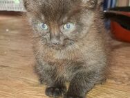 2 kleine Katerchen in ca 8 Wochen abzugeben - Prötzel