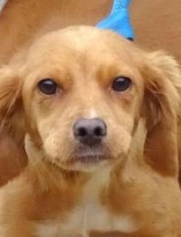 BRUNA bangt um ihr Leben - Gefrees