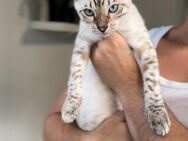 Snow Bengal. Blauäugige Junge.Vom Züchter mit Stammbaum.Die Eltern haben Gentests bestanden, - Hamburg