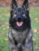 Deutsche Schäferhündin in 59425