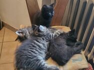 Maincoon Mix - Hunderdorf