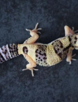 Leopardgeckos 2025 Männchen Weibchen verschiedene Genetik - Berlin